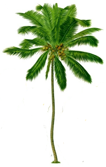 Ali Wilson Reggae: World Wide Entertainment